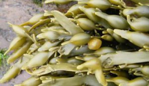 Netzsch Pumps Smooth Processing for Seaweed Harvester