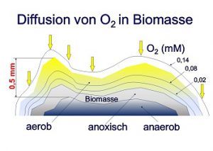 MBBR-Aufwuchsträger und ihre Diffusionstiefe