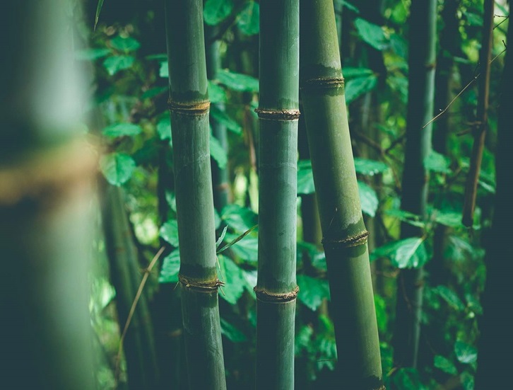 Indische Bioraffinerie wandelt Bambus mit Technologie von Sulzer in Bio-Ethanol um