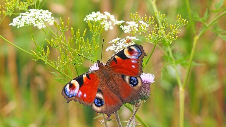 Regulation on the Sustainable Use of Plant Protection Products