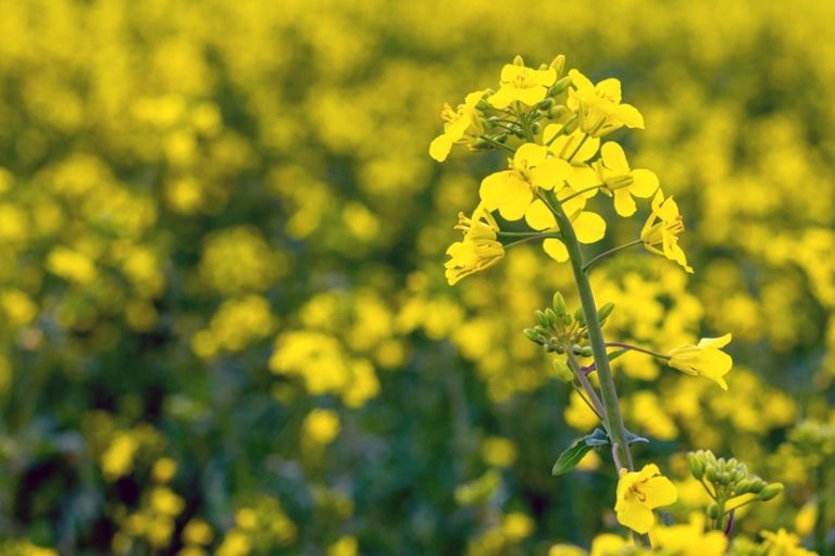 Strömungstechnik von Sulzer wird zur Herstellung von klimaneutralem Biotreibstoff in Kanada beitragen